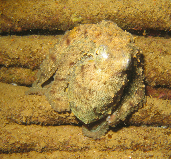 2007-2-24_-_Dive_13_-_Arricefe_-_Rabbat_wreck_-_octopus.jpg