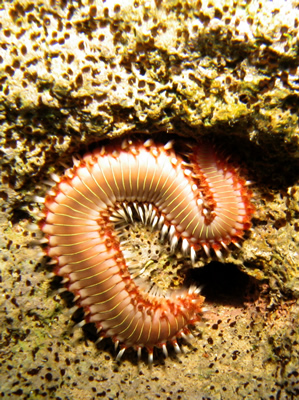 2007-7-28 Dive 7 Cynthiana Bay East - Fireworm