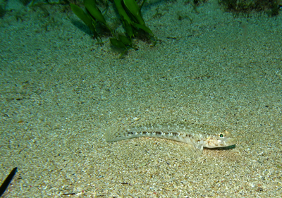 2007-7-29 Dive 11 Amphitheatre to Cauldron - Anemone blenny.jpg