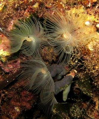 2007-7-29 Dive 11 Amphitheatre to Cauldron - Peacock worms 2.jpg