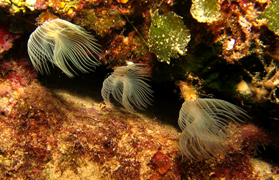 2007-7-29 Dive 11 Amphitheatre to Cauldron - Peacock worms.jpg