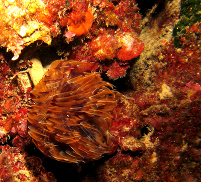 2007-7-30 Dive 12 The Maze - Peacock worm.jpg