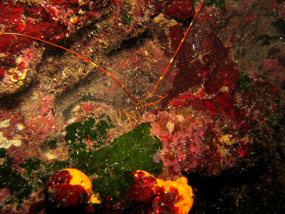 2007-7-30 Dive 13 Amphitheatre - Shy squat lobster.jpg