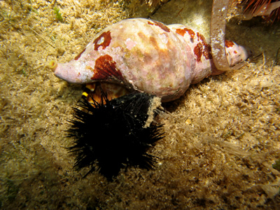 2007-7-30 Dive 13 Amphitheatre - Urchin death.jpg