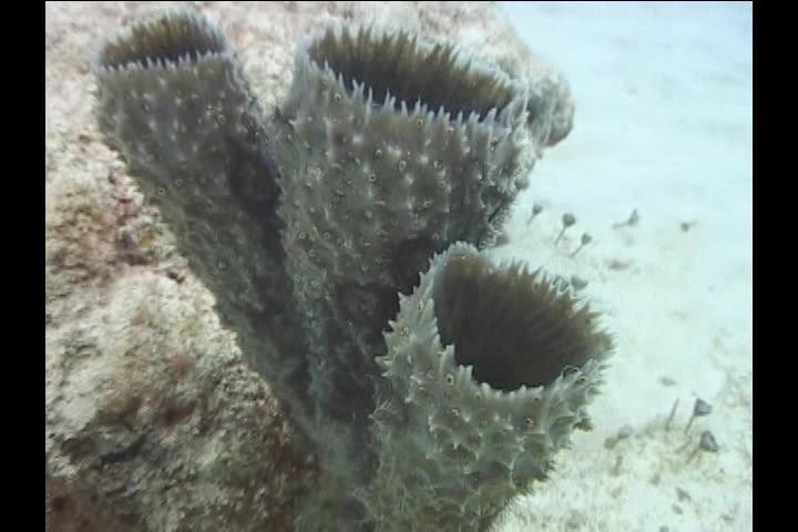 2008-04-06_06_Living_Coral_720x480_