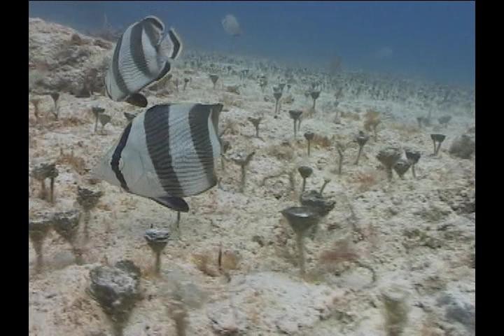 2008-04-06_21_Banded_Butterflyfish_720x480_
