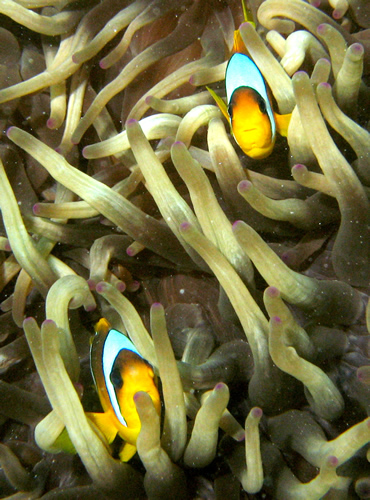 2008-04-07_-_Dive_13_-_Temple_-_Clownfish_and_anemone