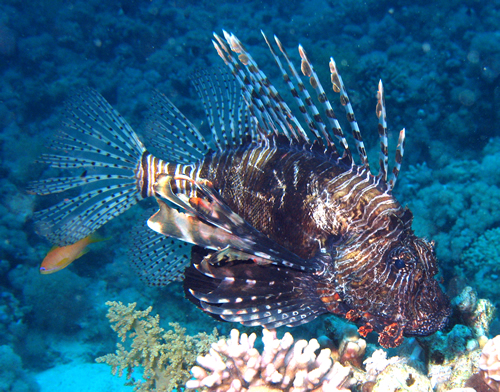 2008-04-07_-_Dive_13_-_Temple_-_Common_lionfish