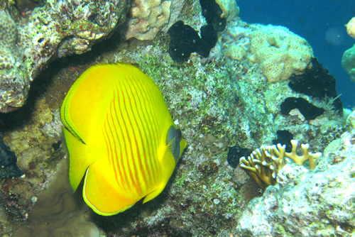 2008-04-07_-_Dive_13_-_Temple_-_Masked_butterflyfish