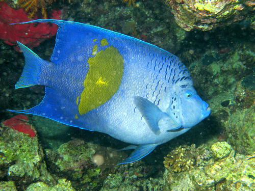 2008-04-07_-_Dive_13_-_Temple_-_Yellowbar_angelfish