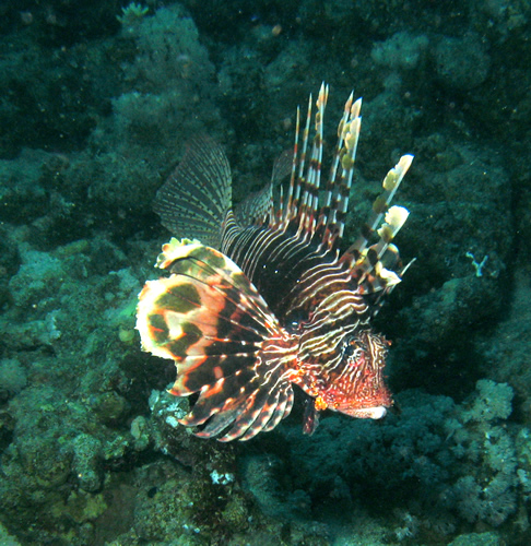 2008-04-07_-_Dive_14_-_Paradise_-_Another_common_lionfish