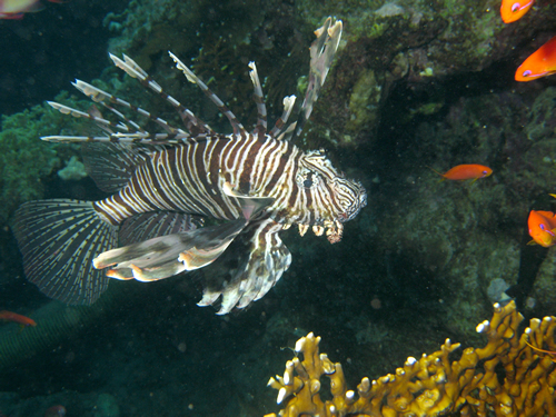 2008-04-07_-_Dive_14_-_Paradise_-_Common_lionfish