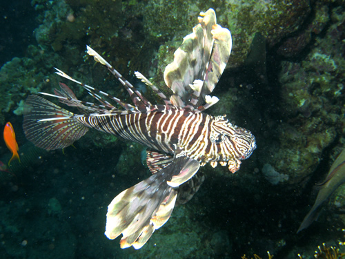 2008-04-07_-_Dive_14_-_Paradise_-_Common_lionfish_2