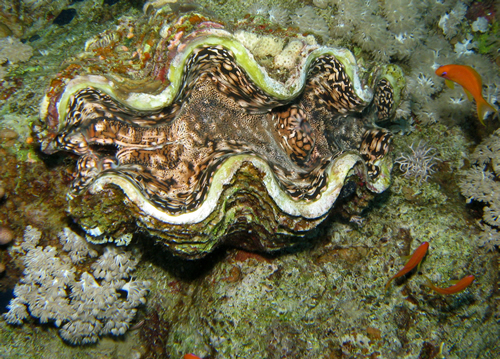 2008-04-07_-_Dive_14_-_Paradise_-_Fluted_giant_clam