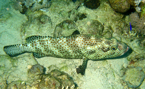 2008-04-07_-_Dive_14_-_Paradise_-_Greasy_grouper