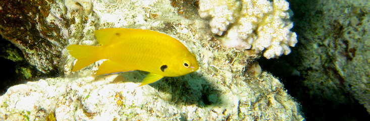 2008-04-07_-_Dive_14_-_Paradise_-_Sulphur_damsel