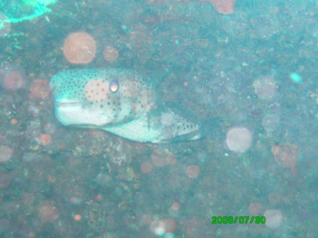 2008-07-30_17_Porcupine_Puffer_1024x768_