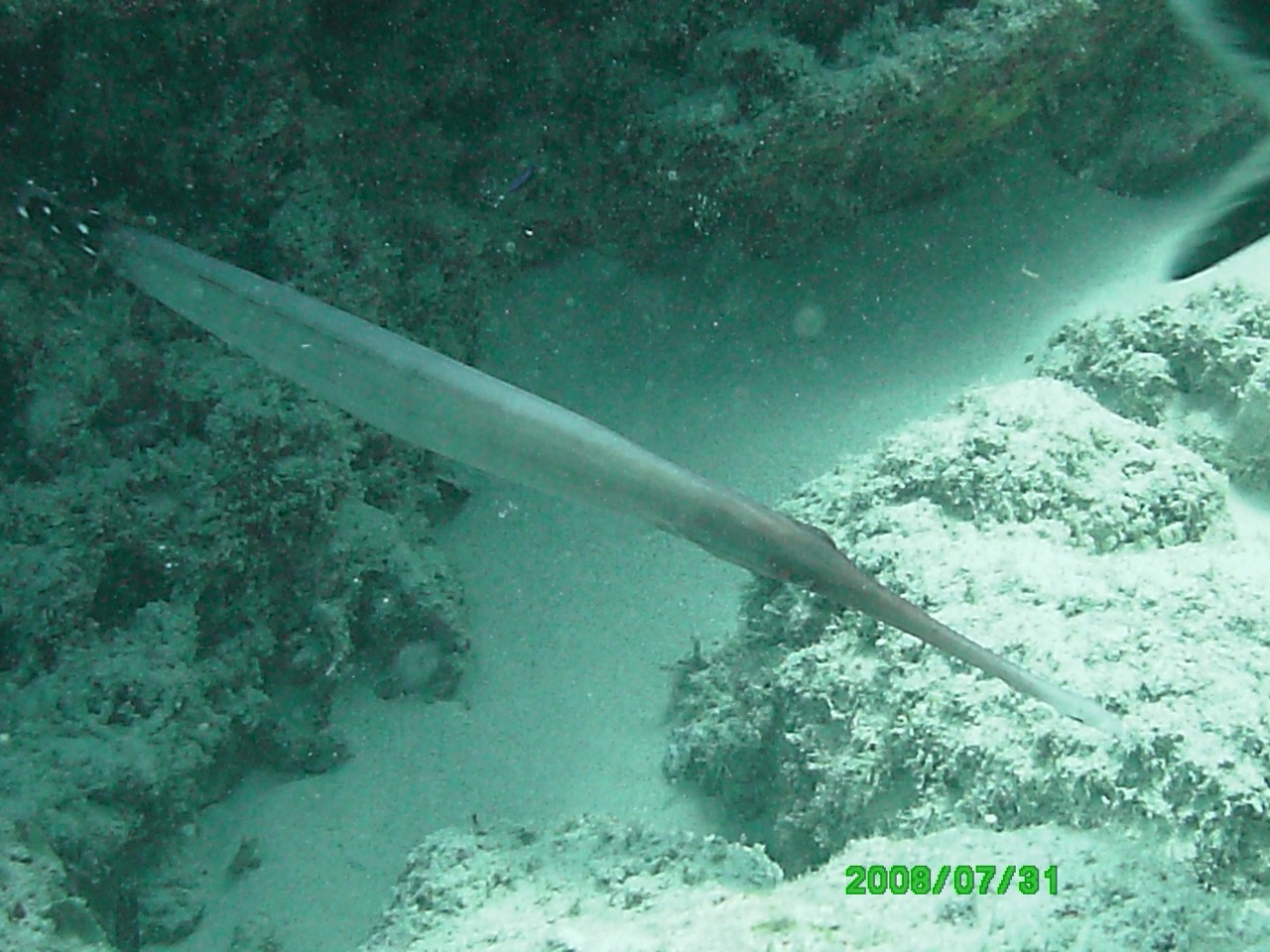 2008-07-31_11_Trumpet_Fish_1280x960_