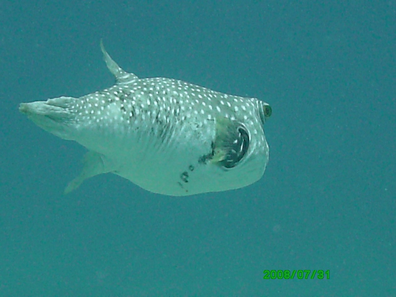 2008-07-31_17_Dog_Face_Puffer_1280x960_