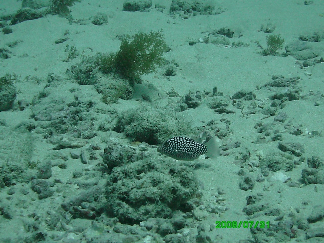 2008-07-31_28_White_Spotted_Puffer_1280x960_