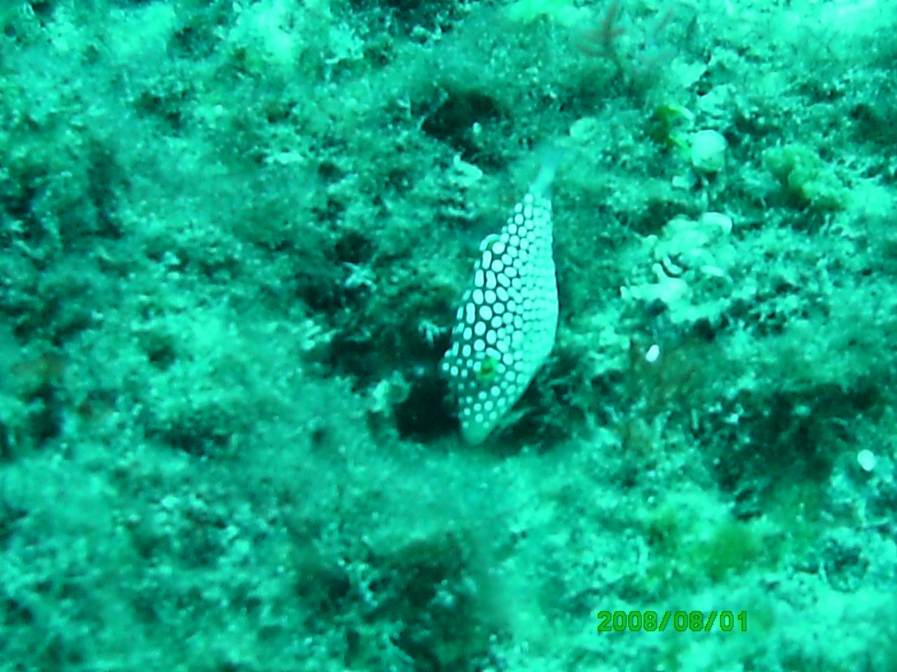 2008-08-01_16_White_Spotted_Pufferfish_1280x960_
