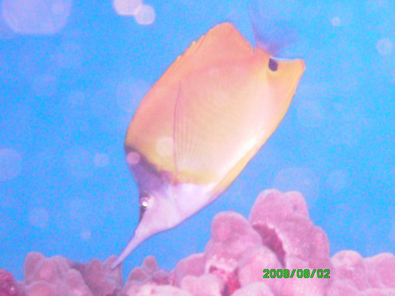 2008-08-02_03_Long_Nose_Butterflyfish_1280x960_