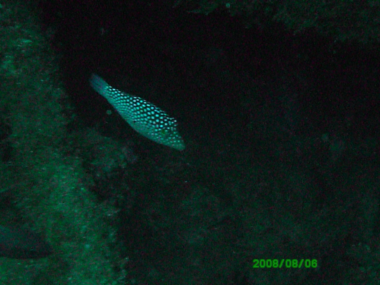 2008-08-06_12_White_Spotted_Puffer_1280x960_