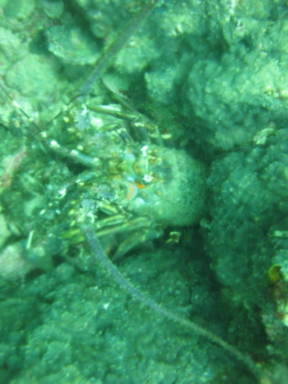 2009-05-20_25_Spiny_Lobster