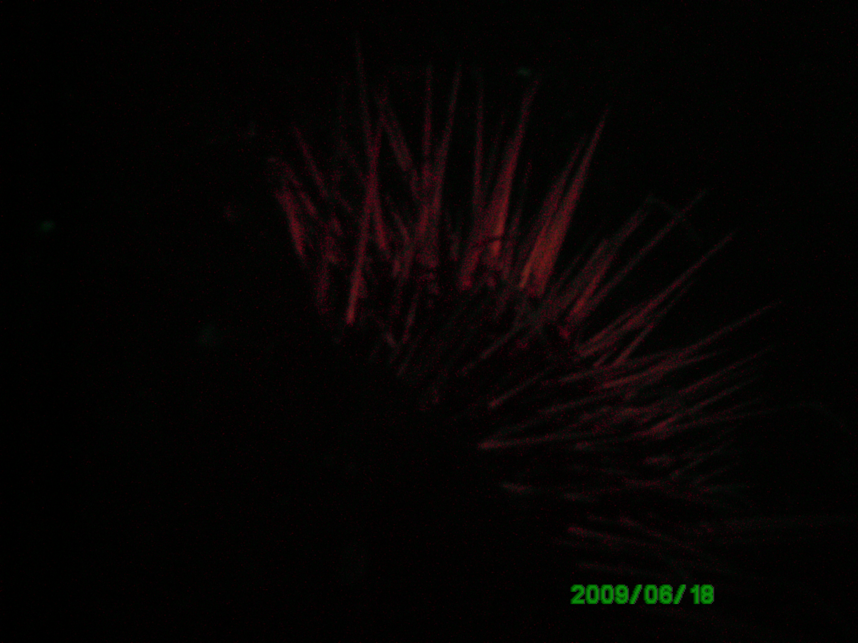 2009-06-18_08_Red_Sea_Urchin