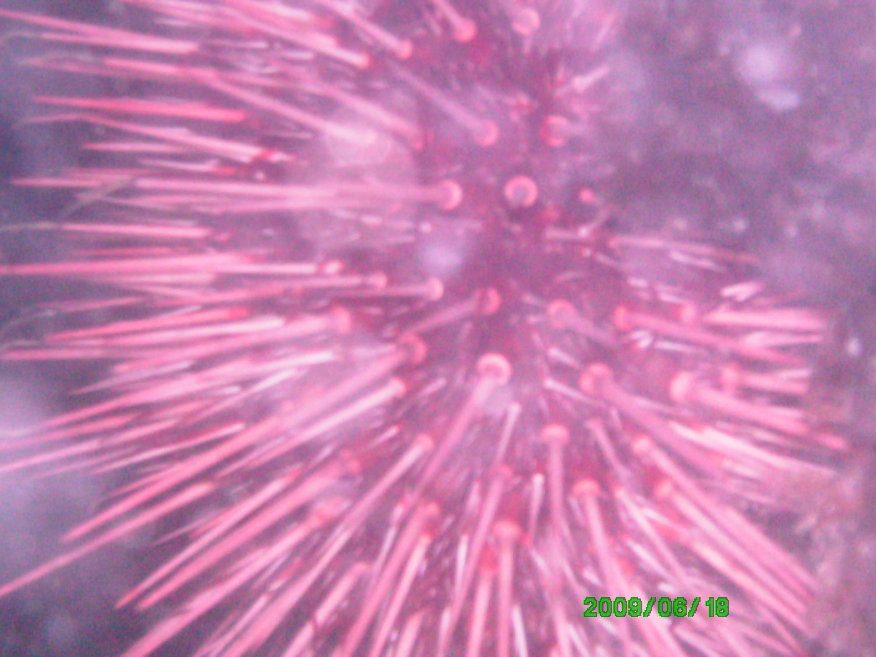 2009-06-18_09_Red_Sea_Urchin