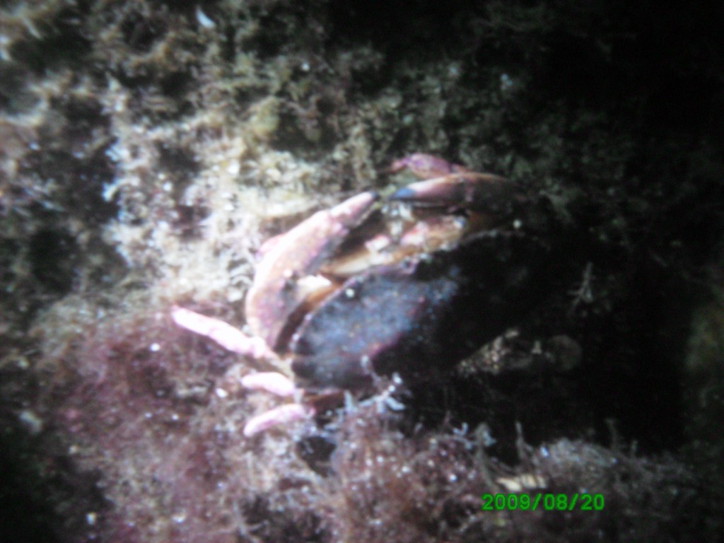 2009-08-20_14_Red_Rock_Crab_Horny_