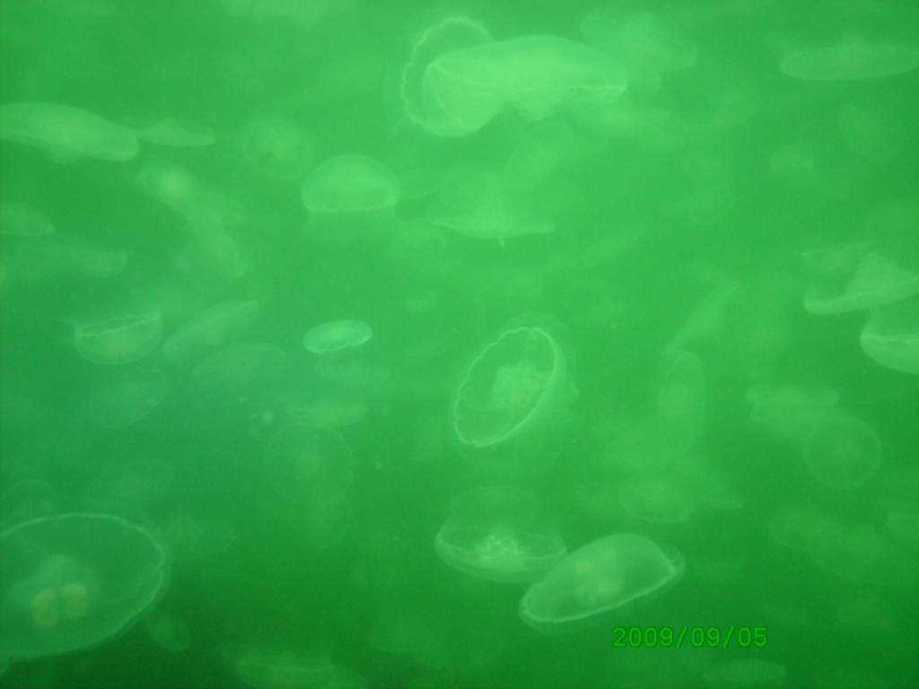 2009-09-05_06_Moon_Jellyfish