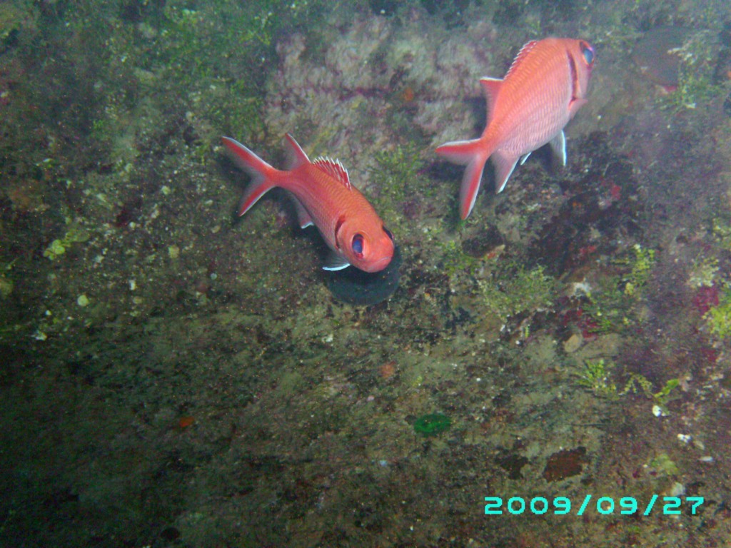 2009-09-28_12_Blackbar_Soldierfish