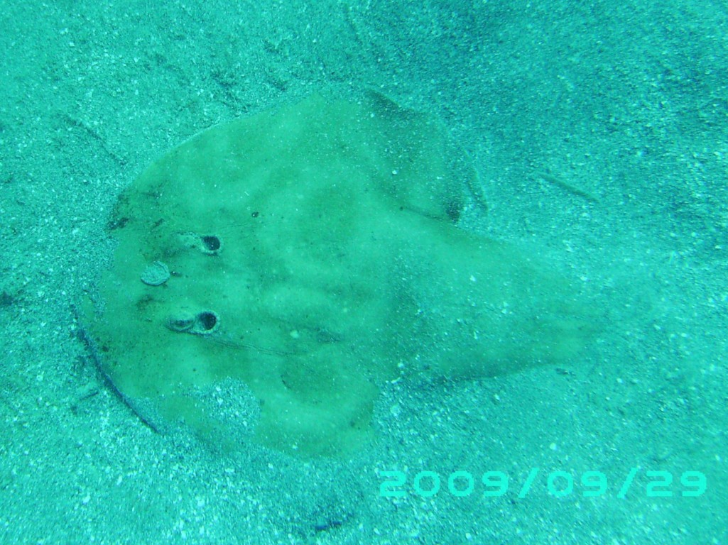2009-09-29_04_Lesser_Electric_Ray