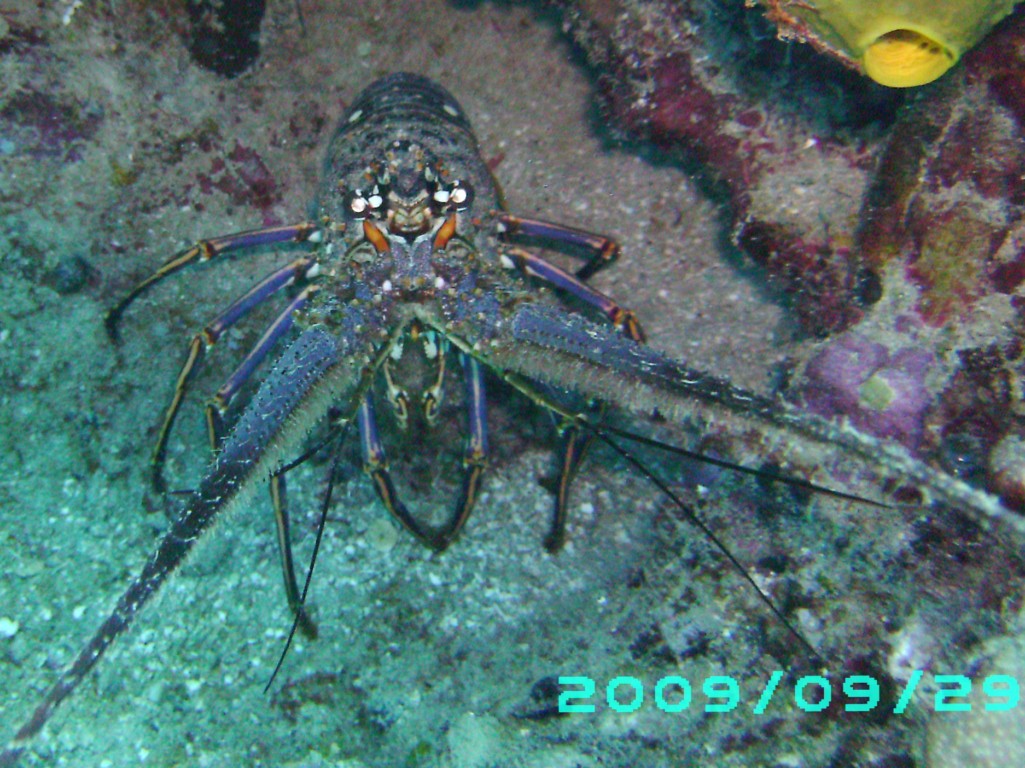 2009-09-29_12_Spiny_Lobster