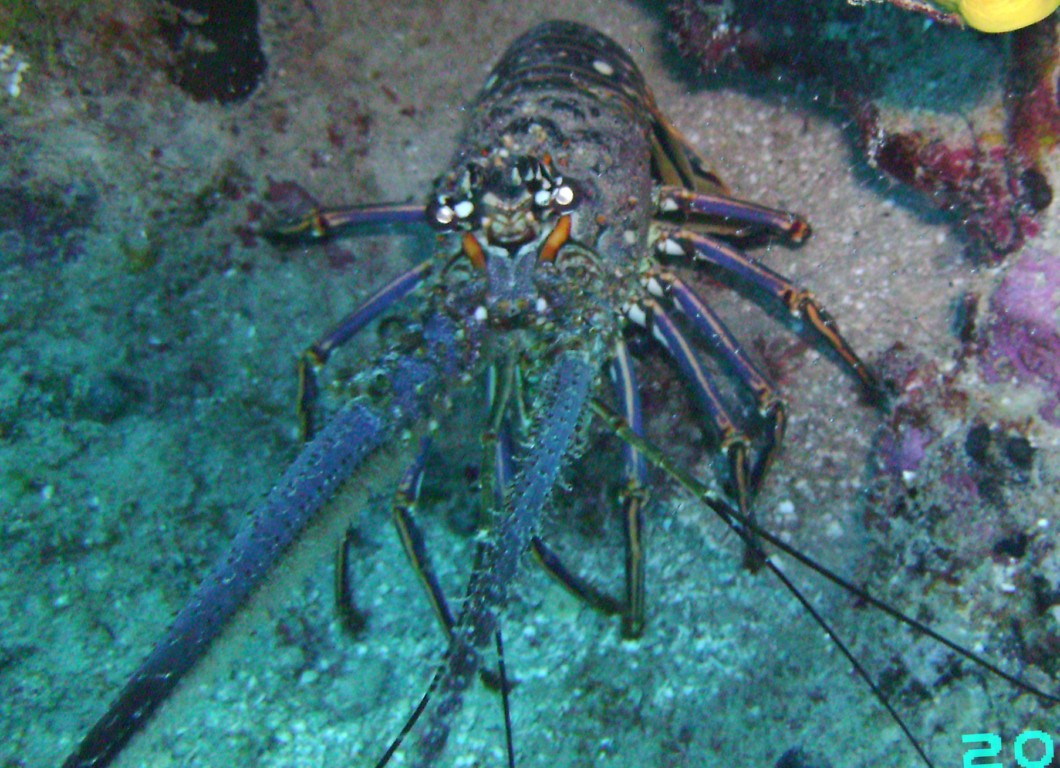 2009-09-29_13_Spiny_Lobster