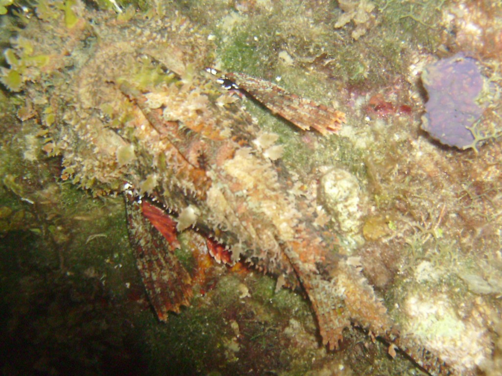 2009-09-29_17_Spotted_Scorpionfish