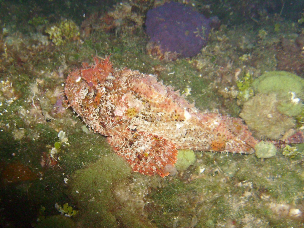 2009-09-29_18_Spotted_Scorpionfish