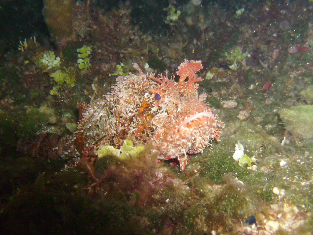 2009-09-29_19_Spotted_Scorpionfish
