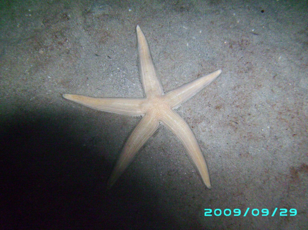 2009-09-29_22_Star_Fish