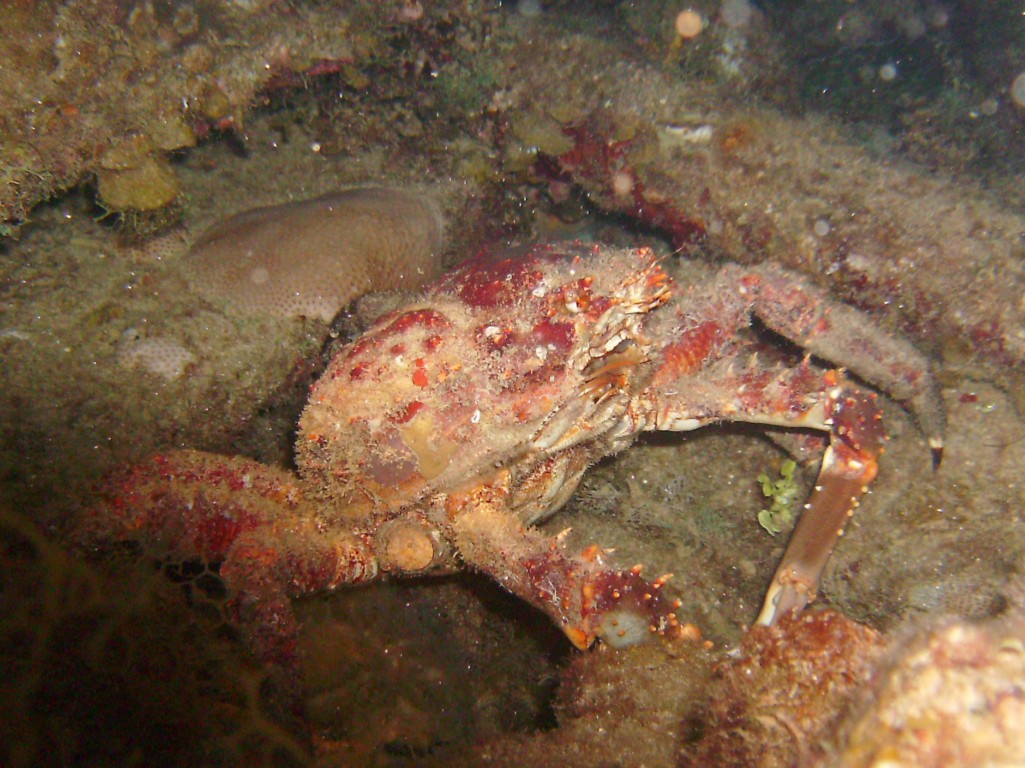 2009-10-03_11_Crab