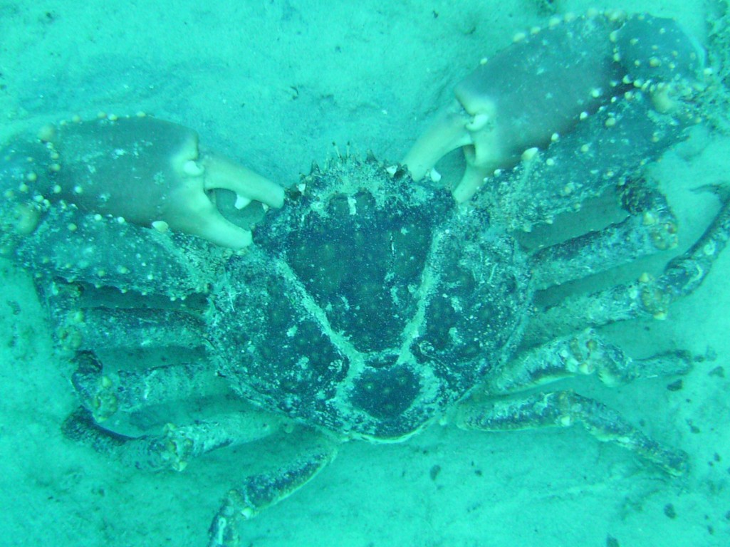 2009-10-04_12_Carribean_King_Crab