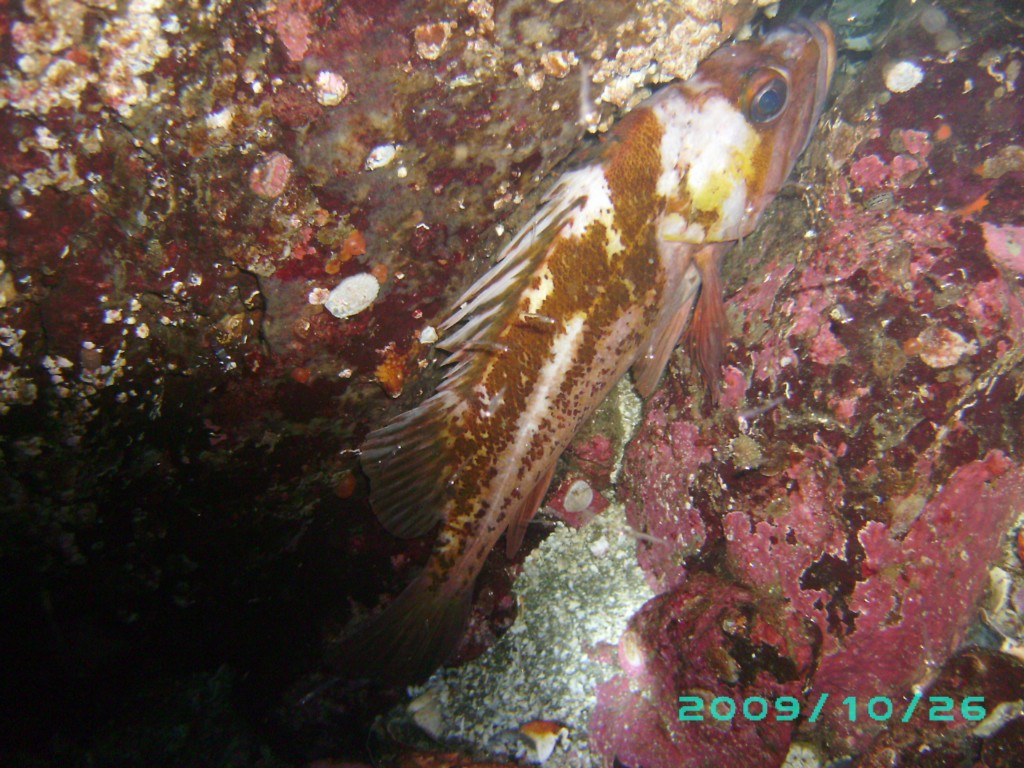 2009-10-26_02_Copper_Rockfish