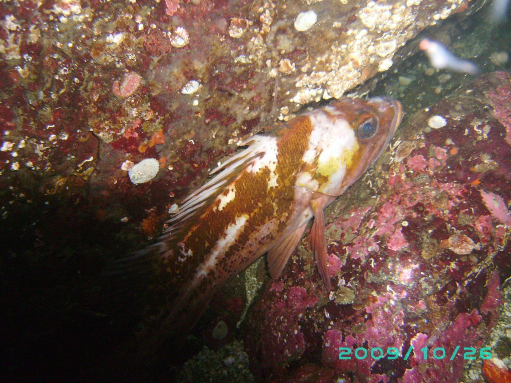 2009-10-26_03_Copper_Rockfish