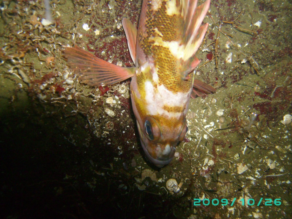 2009-10-26_08_Copper_Rockfish