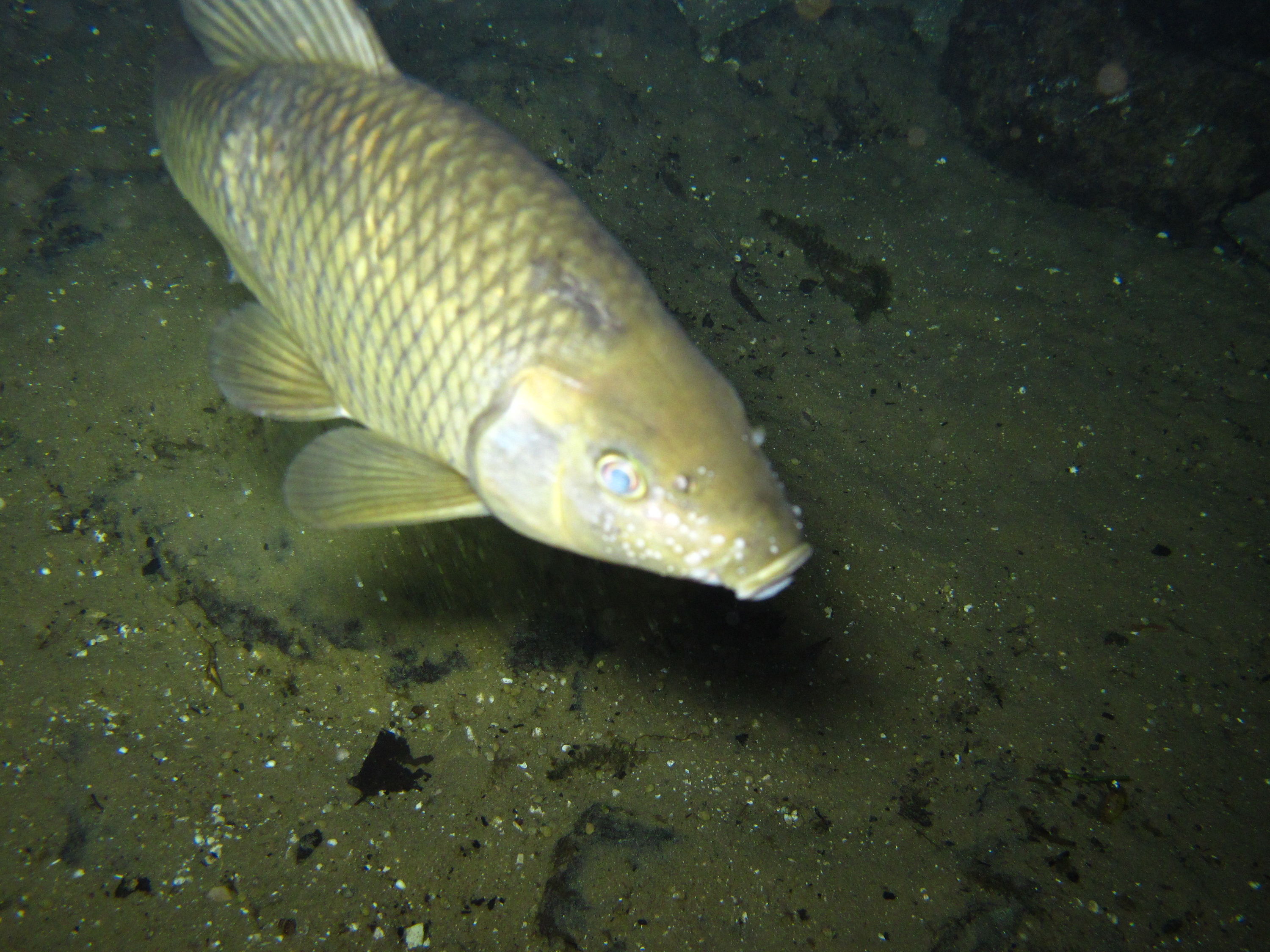 2010-01-22 Rainbow River Night Drift Dive - Carp