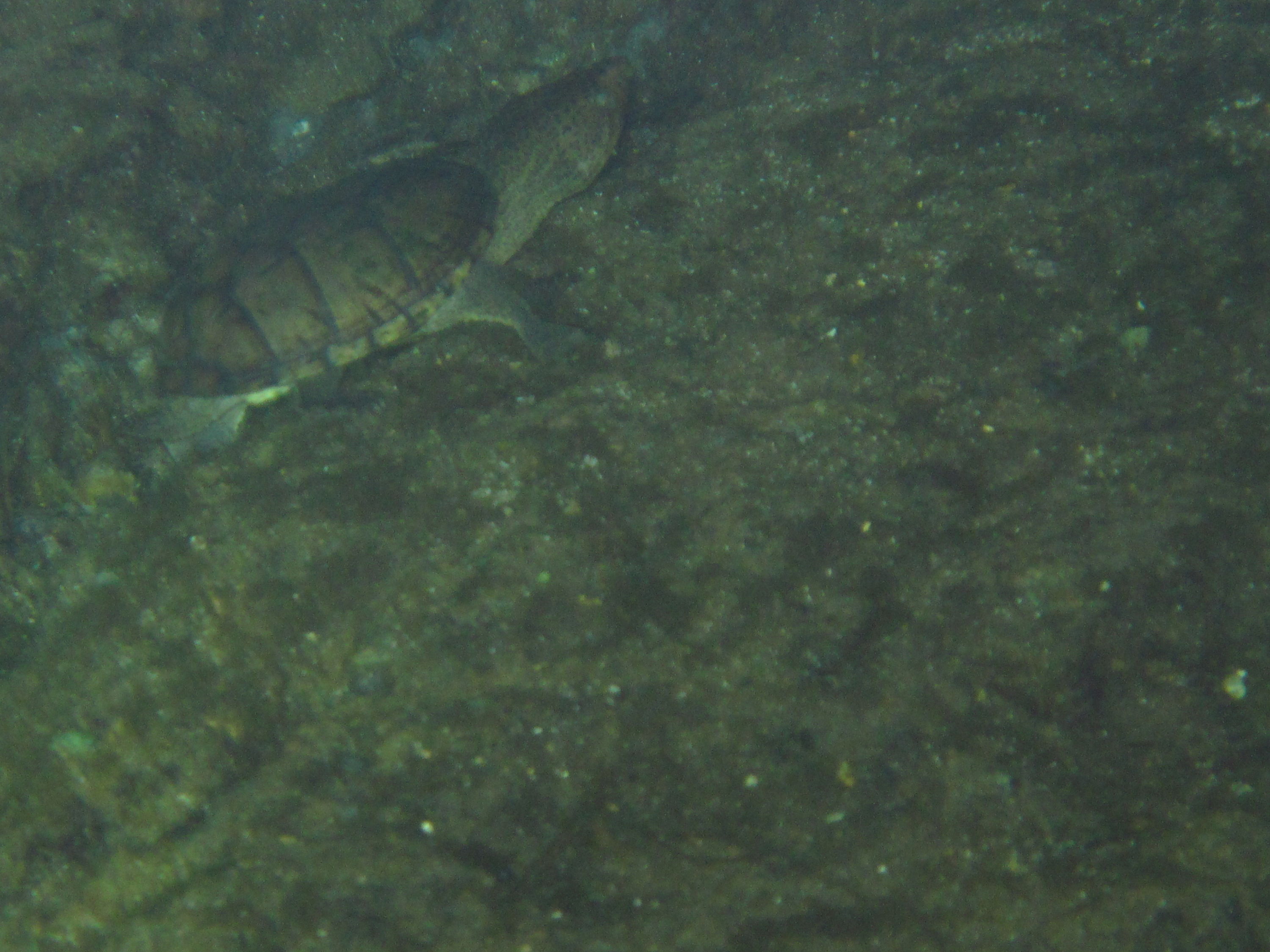 2010-01-22 Rainbow River Night Drift Dive - Turtle