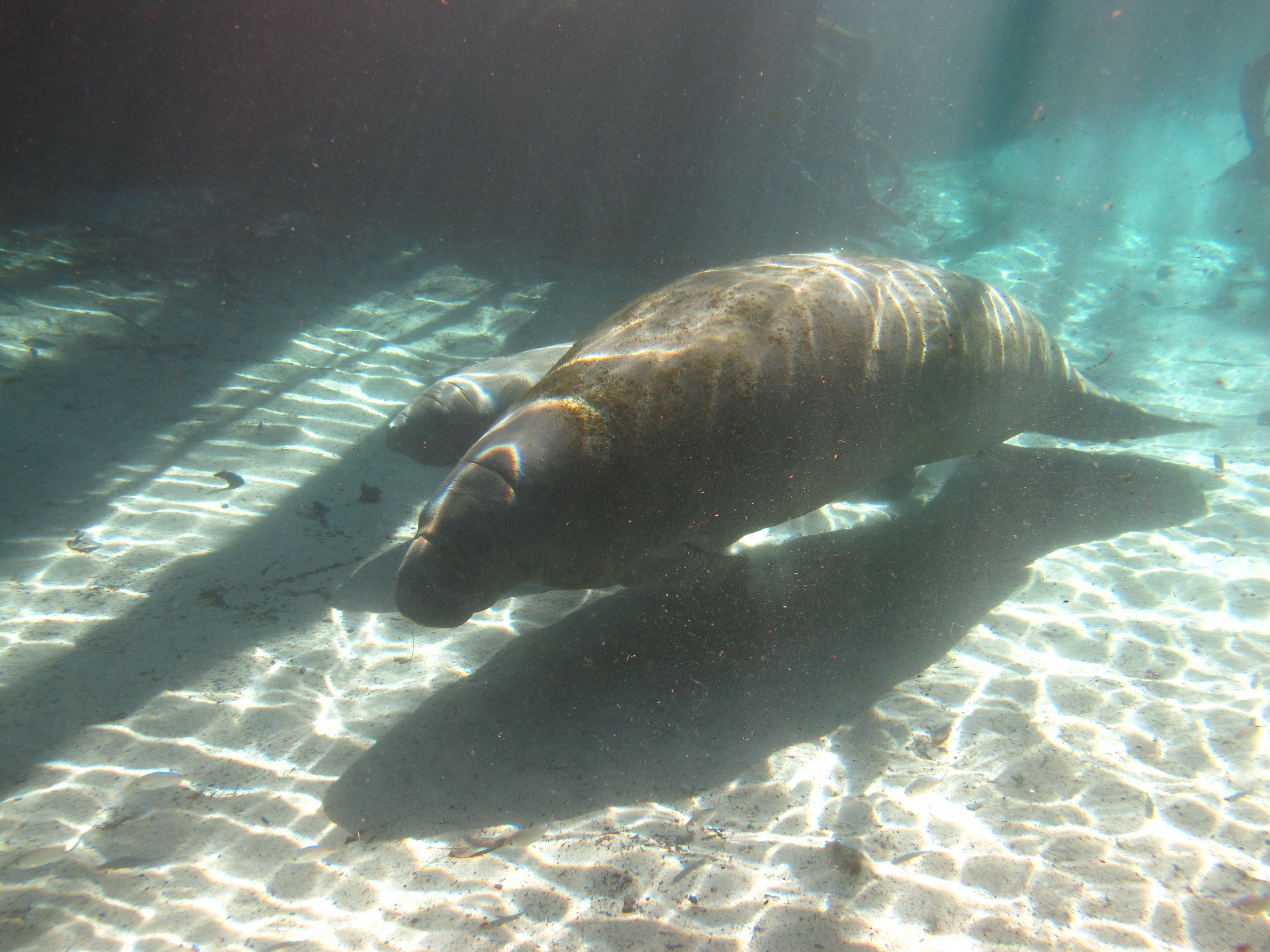 2010-01-22 Three Sisters - Manatee and Pup