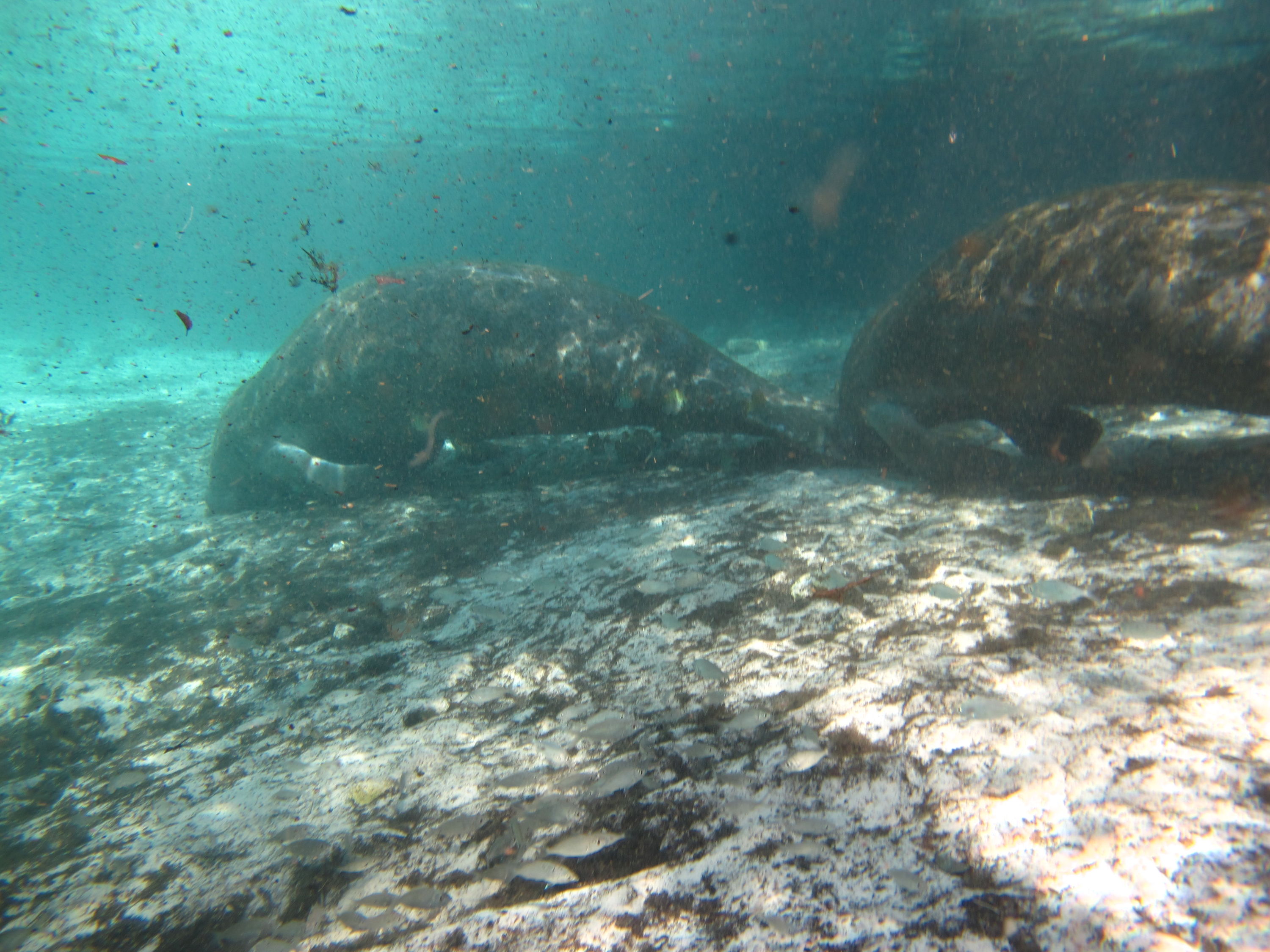 2010-01-22 Three Sisters Spring - 2 Manatees