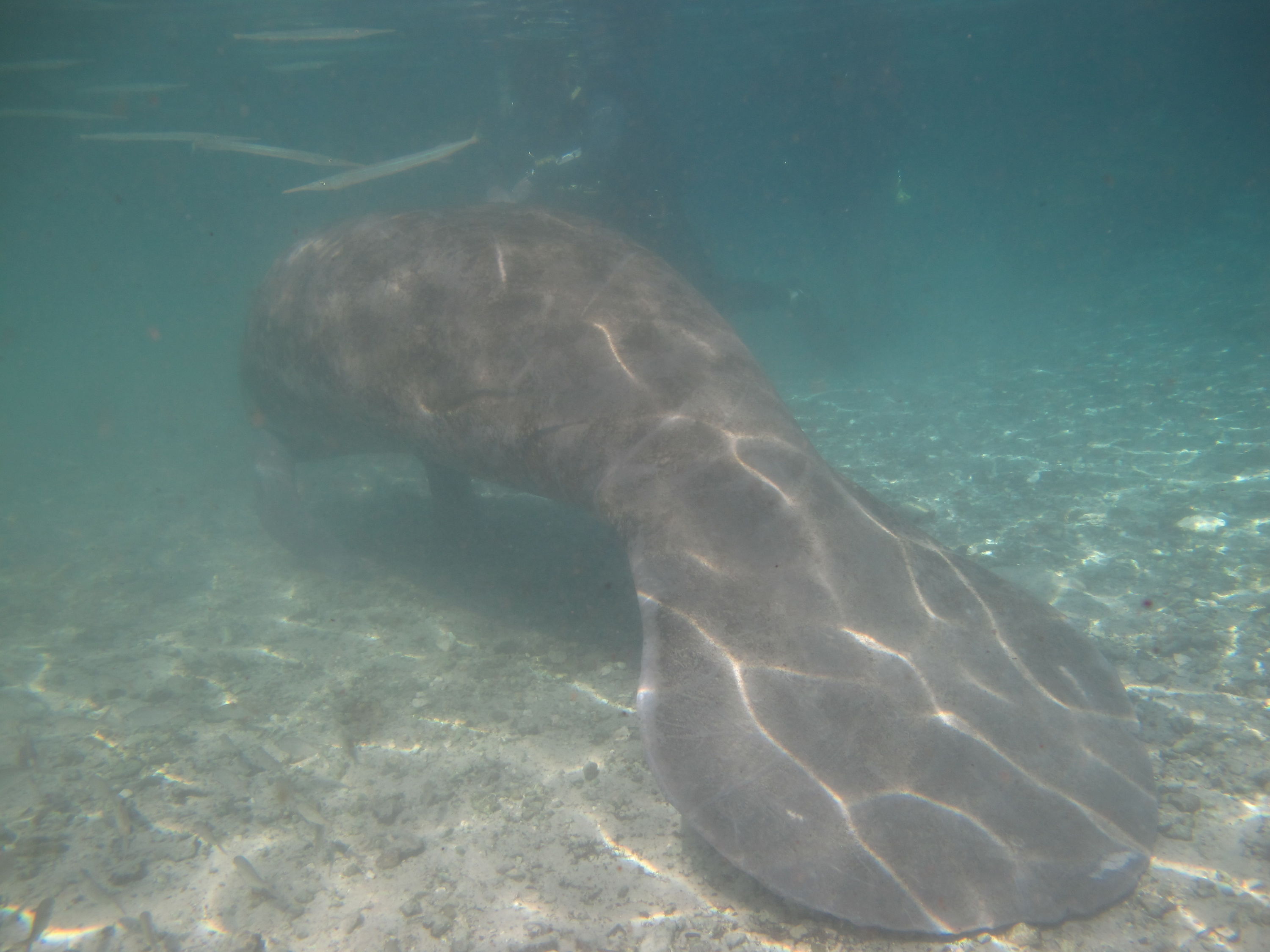 2010-01-22 Three Sisters Spring - Manatee